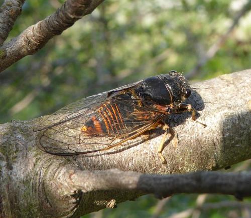 Cicadetta sibillae